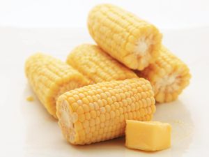 年代mall cobs of sous vide-cooked corn with a chunk of butter on the side