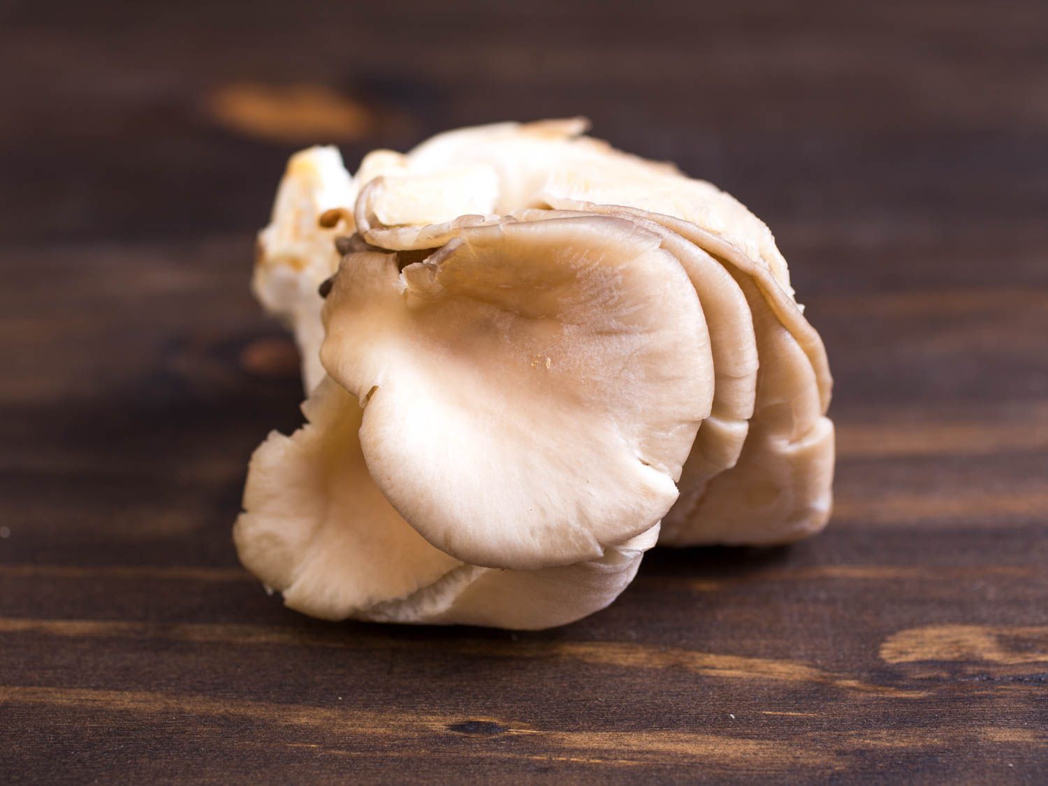20150527 -蘑菇-指导-牡蛎vicky -沃斯克- 10. jpg