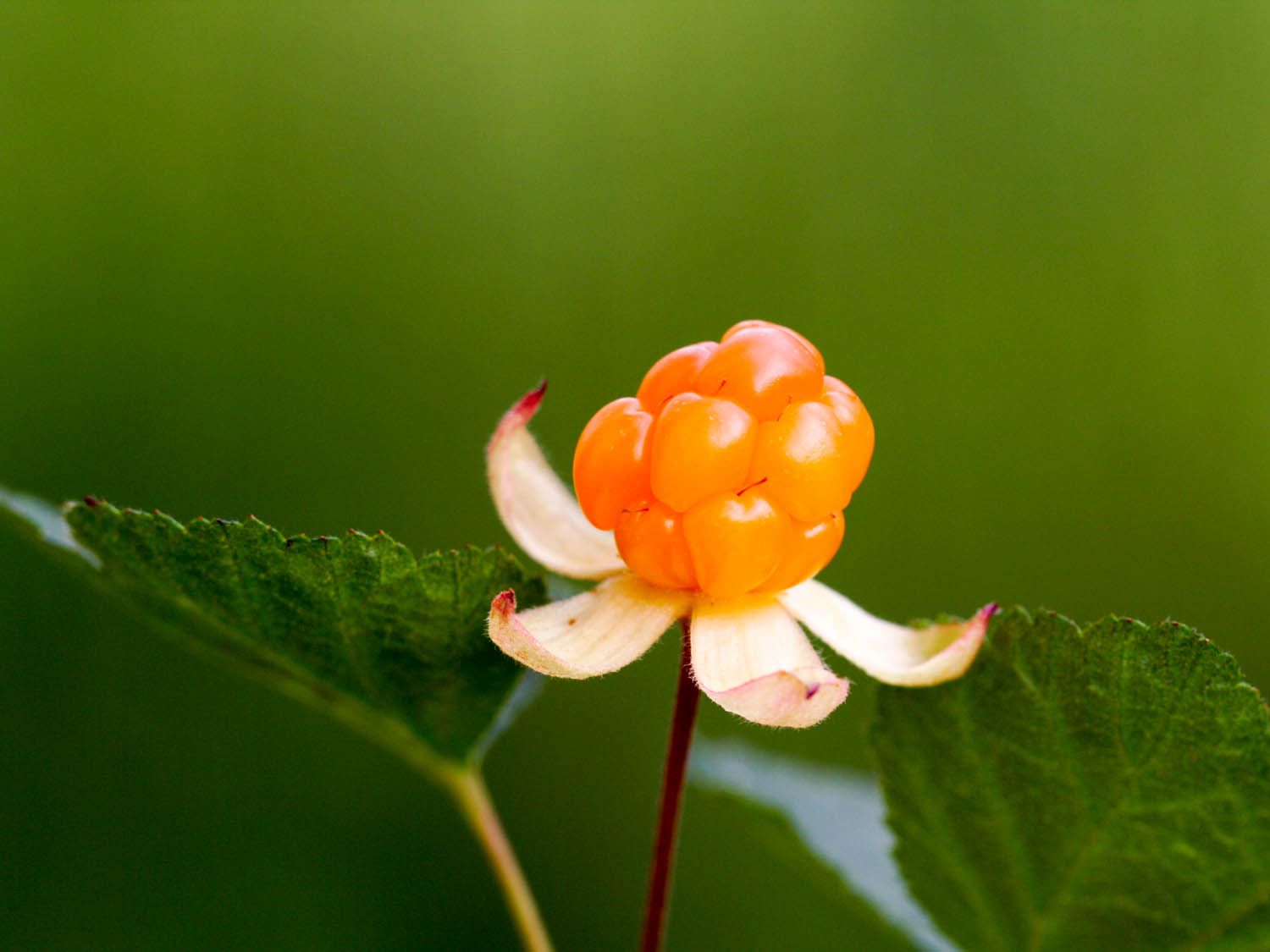 一个亮橙色的云莓茎特写