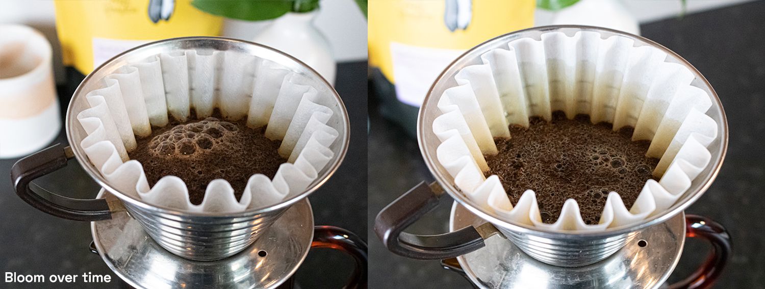 随着时间的推移两图像拼贴显示咖啡开花