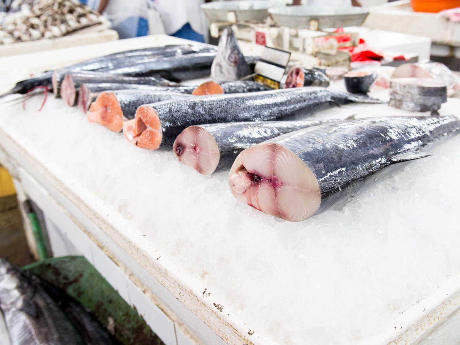 20140807 -迪拜-鱼-市场-金枪鱼鲑鱼bishop.jpg——拿俄米