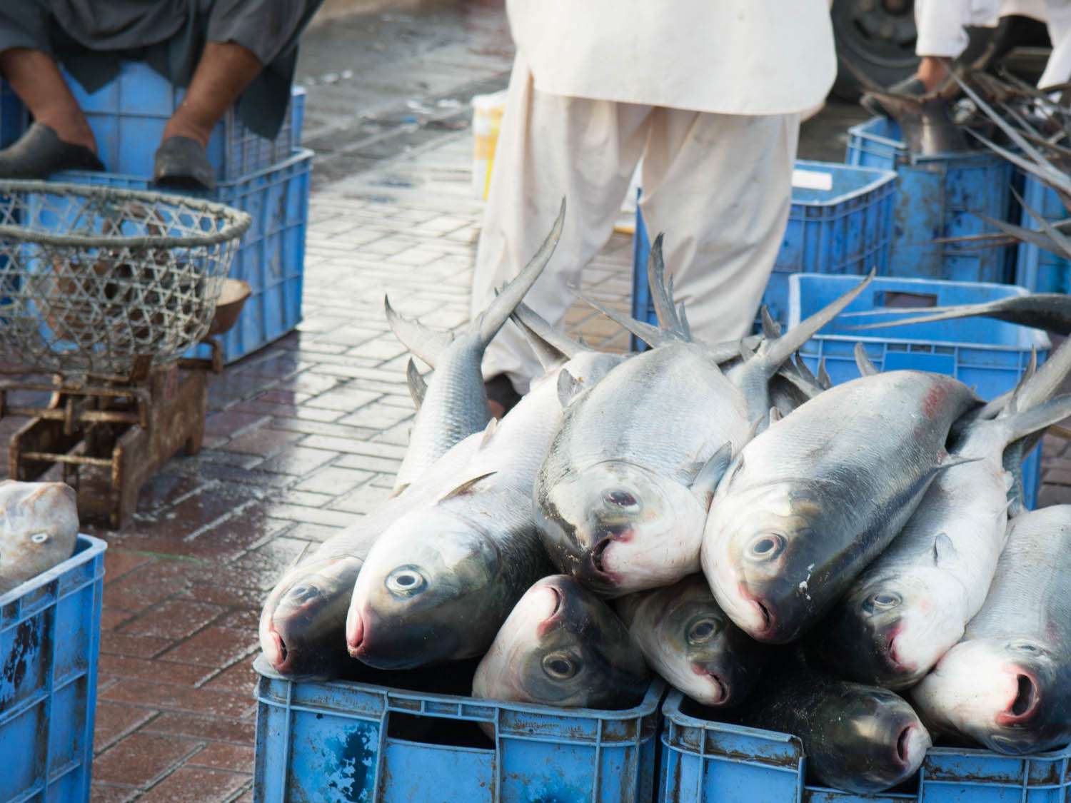 20140807 -迪拜-鱼-市场-鱼- naomi bishop.jpg