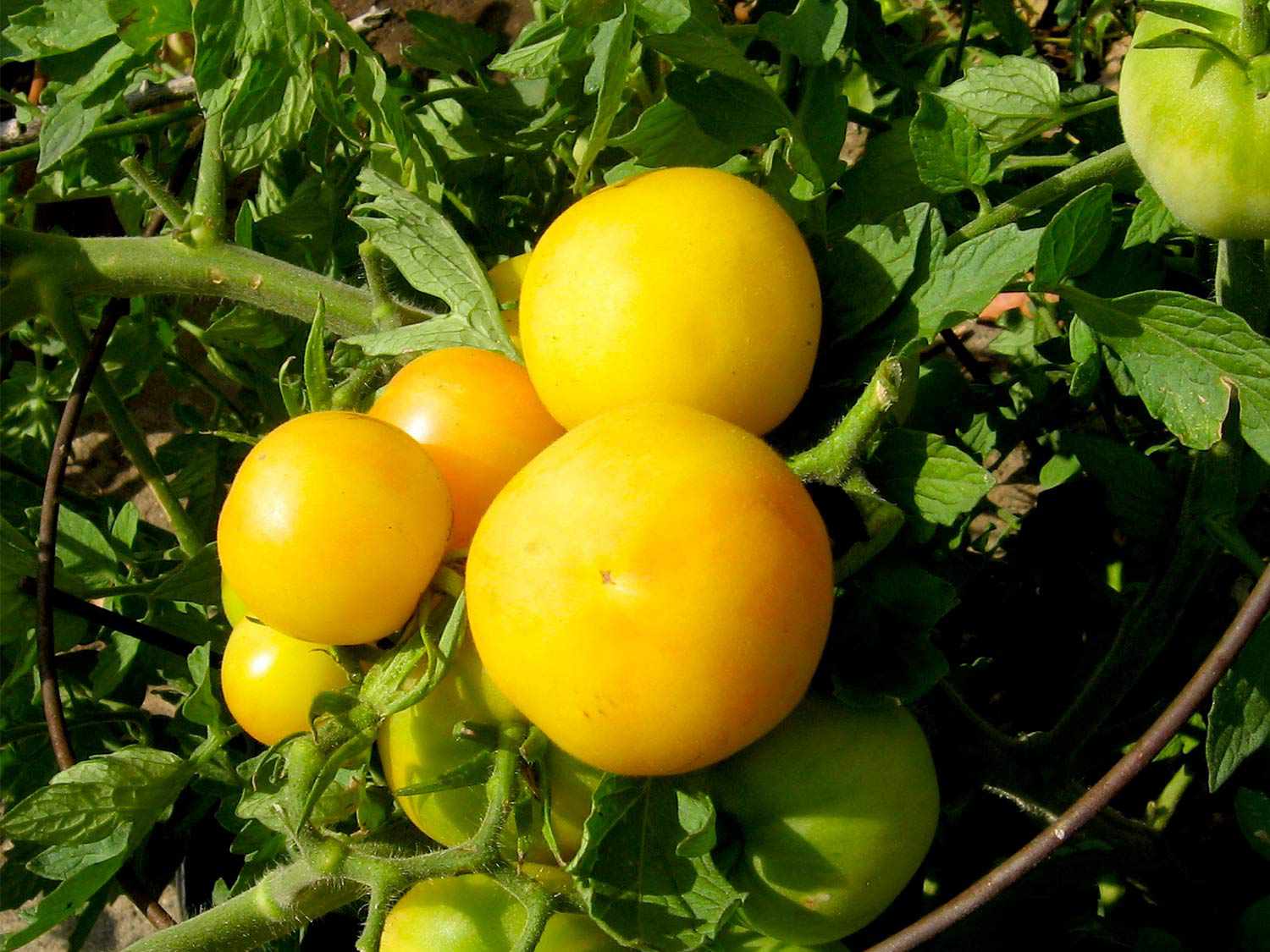 20150622 -番茄-引导- -桃flickr.jpg花园