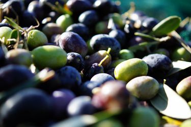Closeup of freshly harvested green and purple olives in sunlight
