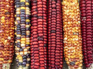 五低低地耳朵不同颜色的玉米。