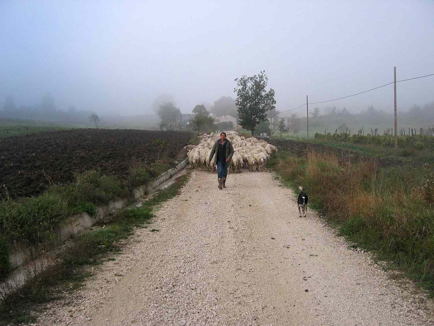 作者走在一条泥泞的碎石小路上，前面走着一条狗，后面走着一群羊。