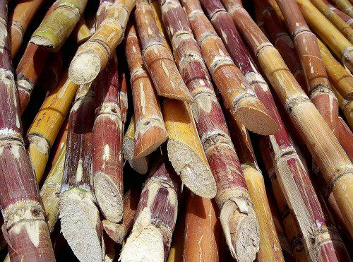 20120117 cut_sugarcane.jpg