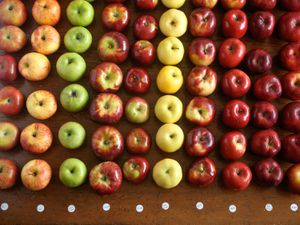 一个苹果在不同类型和颜色数组