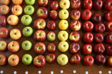 各种种类和颜色的苹果