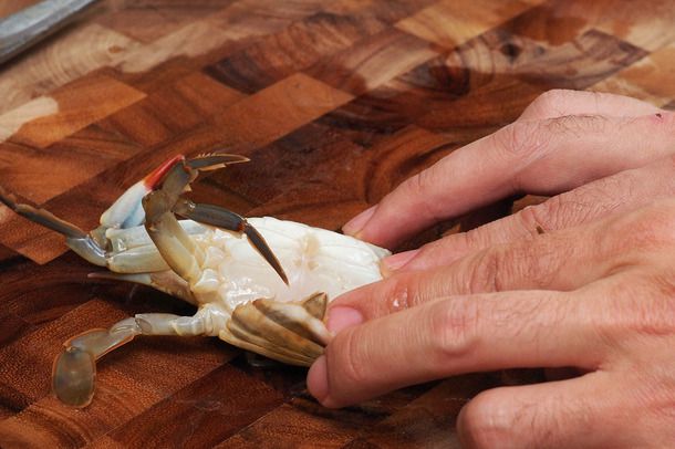 一只手握着一只雌性软壳蟹，放在一块木板上，拉着下面宽大的围裙