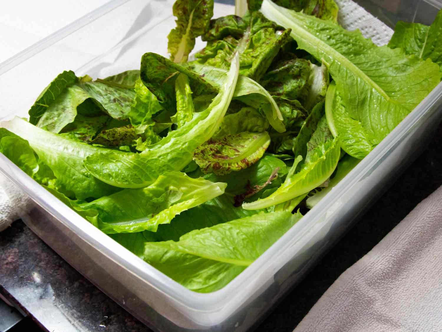 将清洁的生菜叶分层放入塑料盒中储存