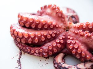 一只煮熟的章鱼的嘴和触须的特写。