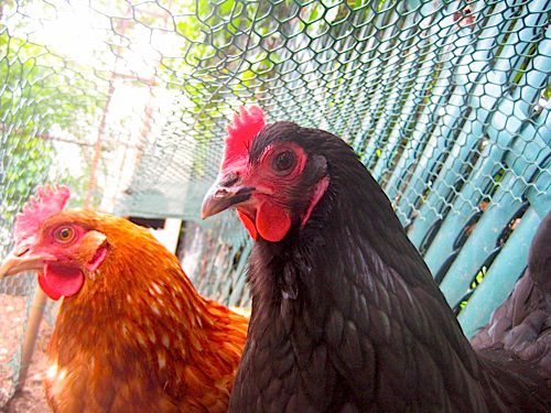 两只后院的母鸡叫米斯蒂和洛根。