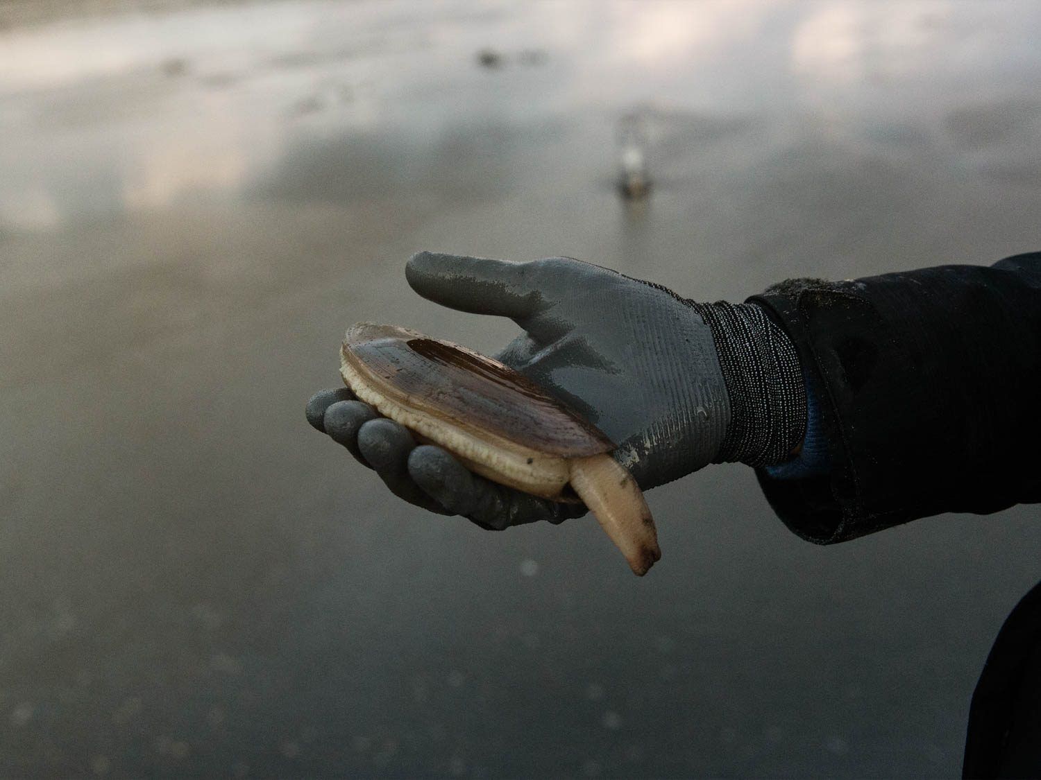 一只戴着手套的手握着一只太平洋蛏子，背景是模糊的海滩