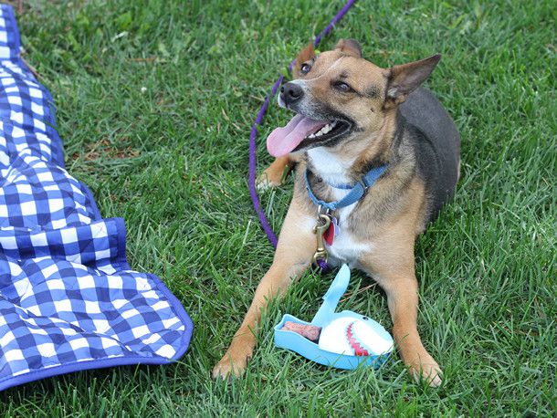 一只狗在玩在草地上一个蓝白相间的方格野餐毯子。