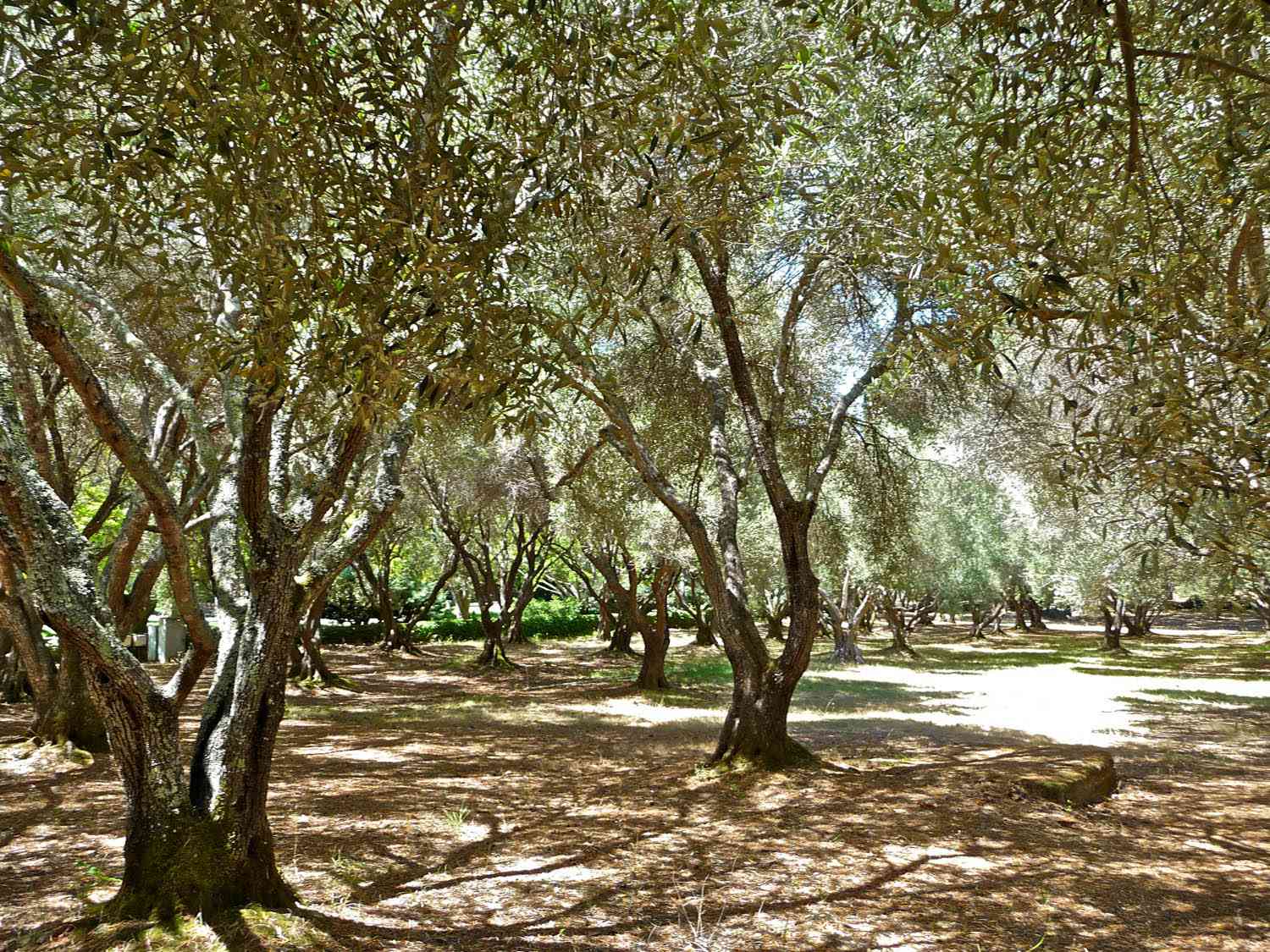 阳光斑驳的橄榄树林