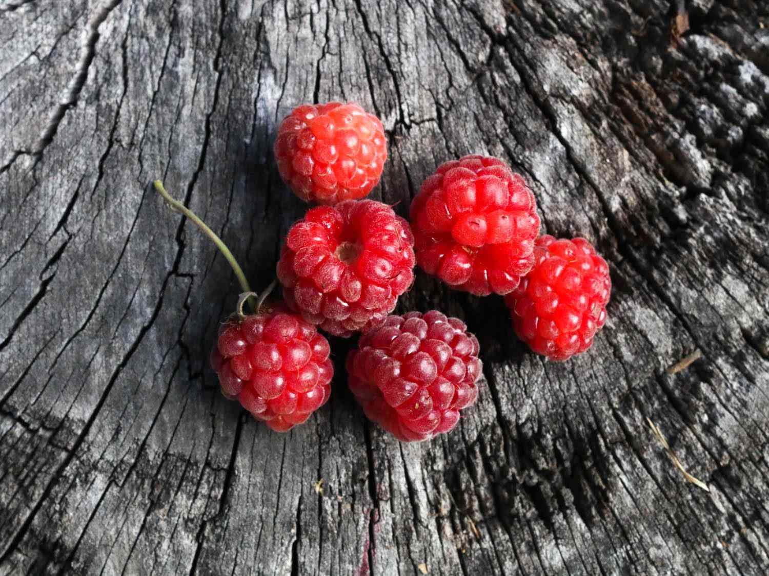 长在风化的木头上的一小丛红色罗甘莓