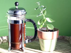在植物旁的法式压壶里煮咖啡。
