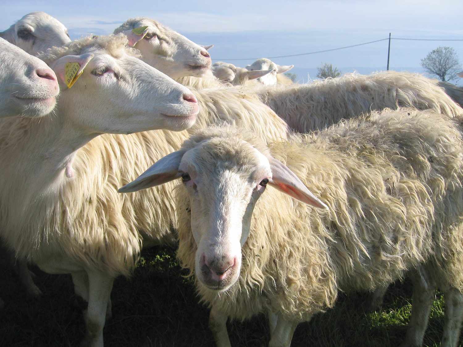 在意大利，用来生产奶酪牛奶的绵羊特写镜头。