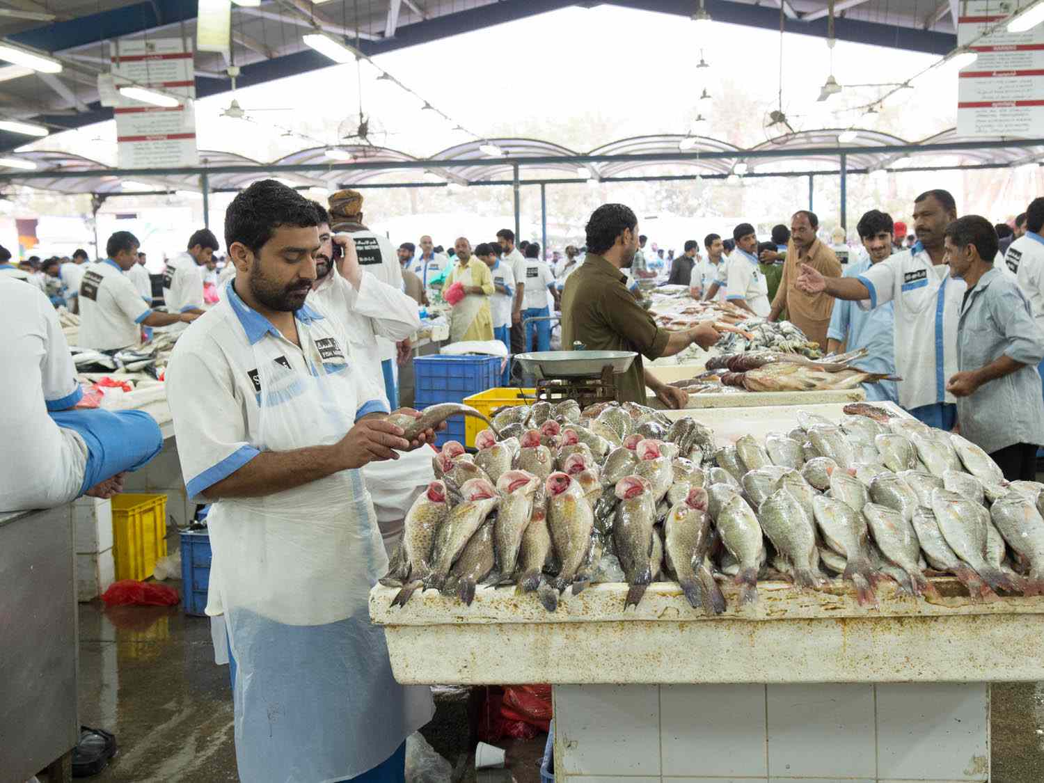 20140807 -迪拜- -市场-鱼-显示- naomi bishop.jpg