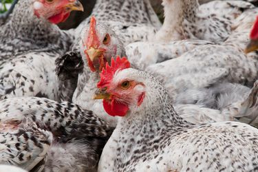 工业化农场里的一群鸡。