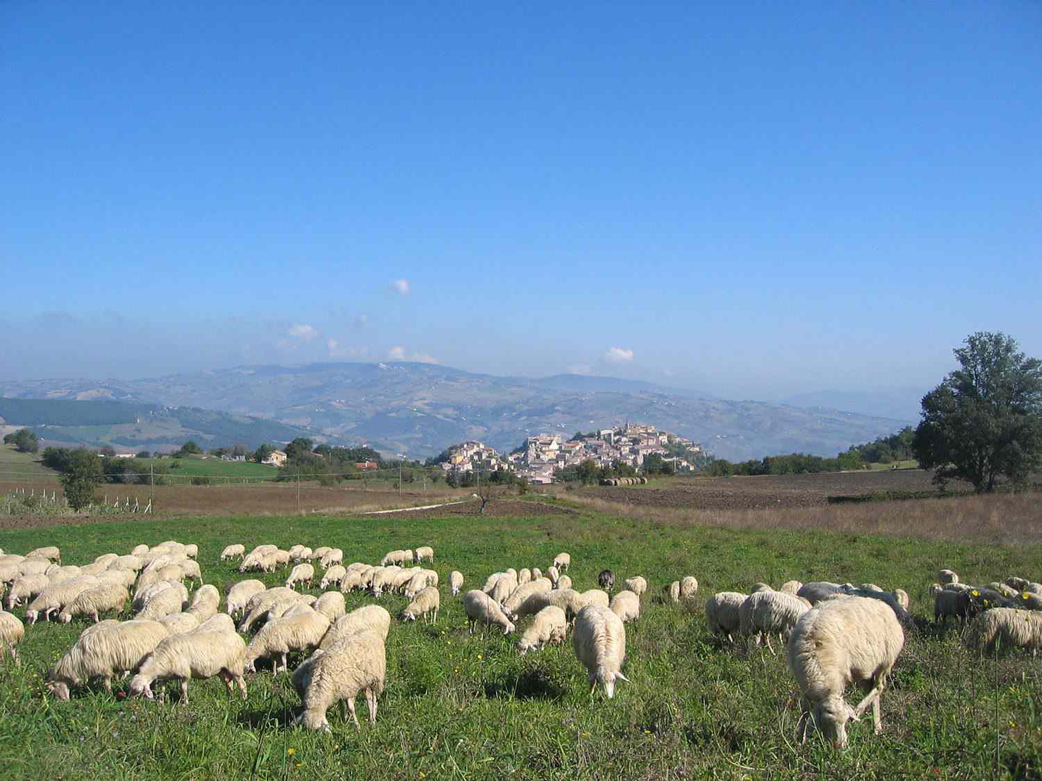 羊群在以群山为背景的草地上吃草。