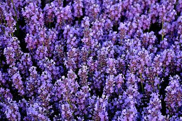 20100824 lavender-primary.jpg