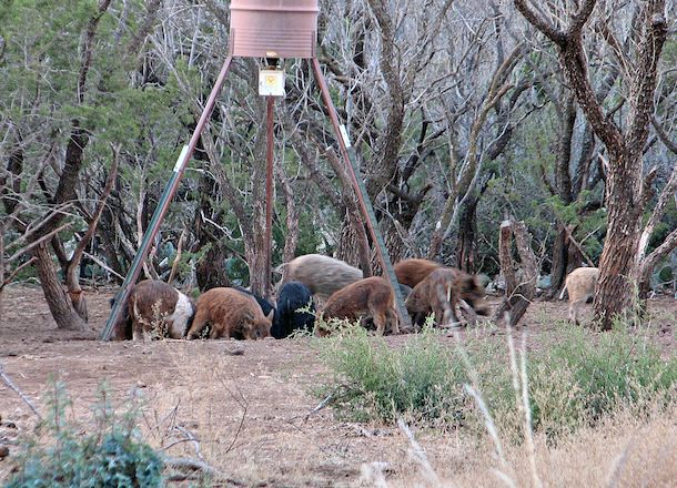在德克萨斯州的树林里，野猪在喂食器旁。