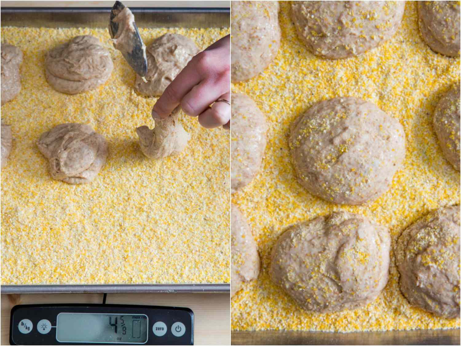 拼贴照片显示，将圆形的英式松饼面糊按比例放置在有玉米粉涂层的带边烤盘上，然后在部分上浇上额外的玉米粉。gydF4y2Ba