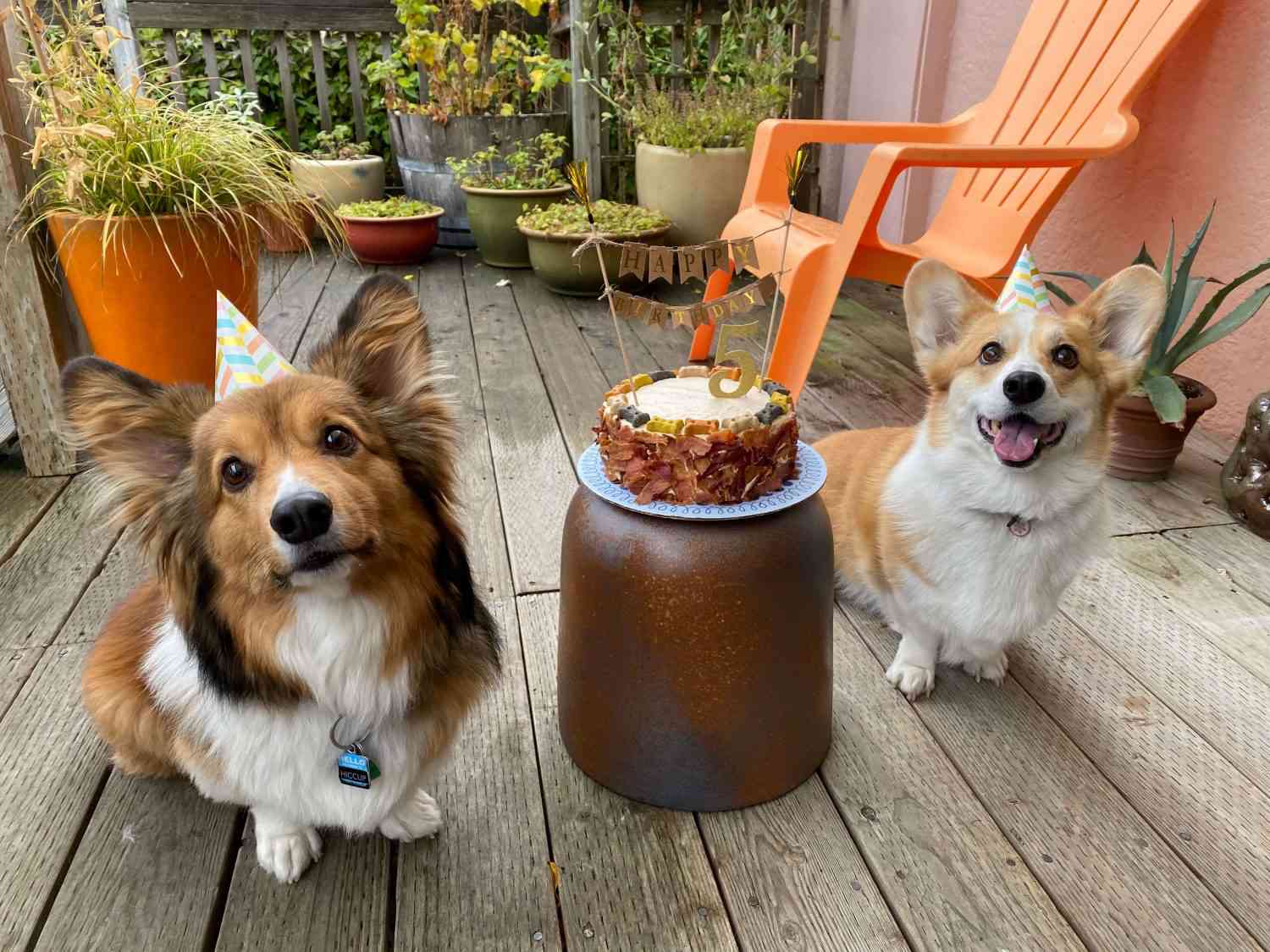 打嗝的小狗和他的朋友他的生日蛋糕”>
          </noscript>
         </div>
        </div>
       </figure>
       <p id=
