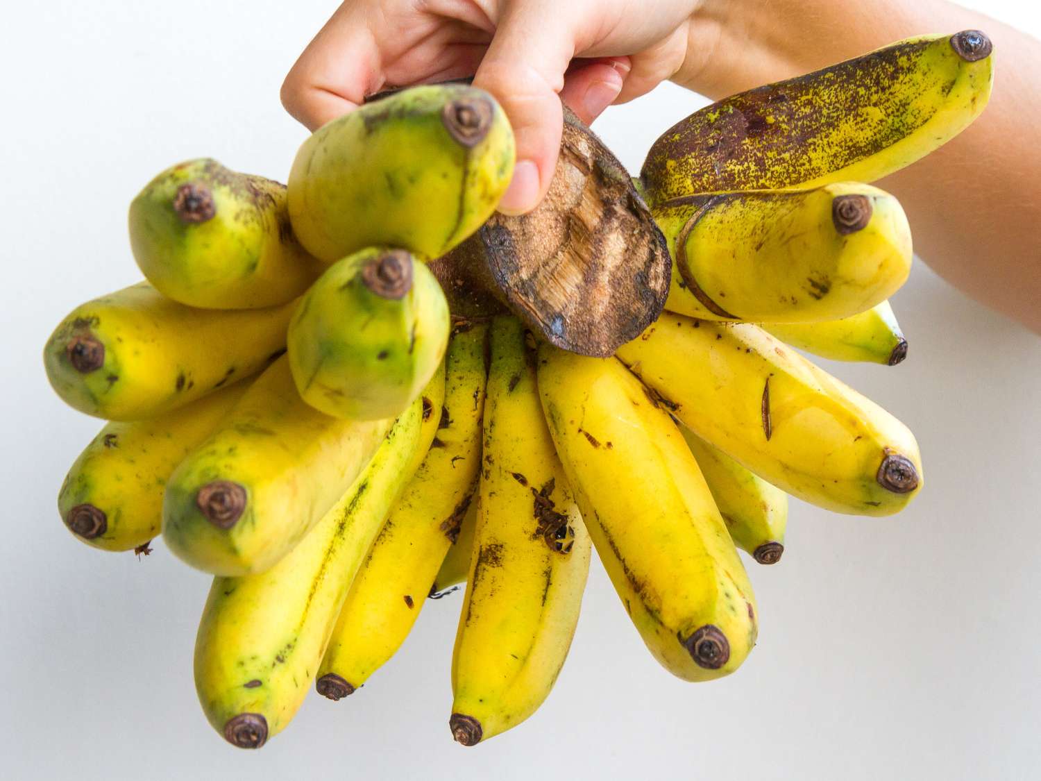 大米歇尔香蕉品种