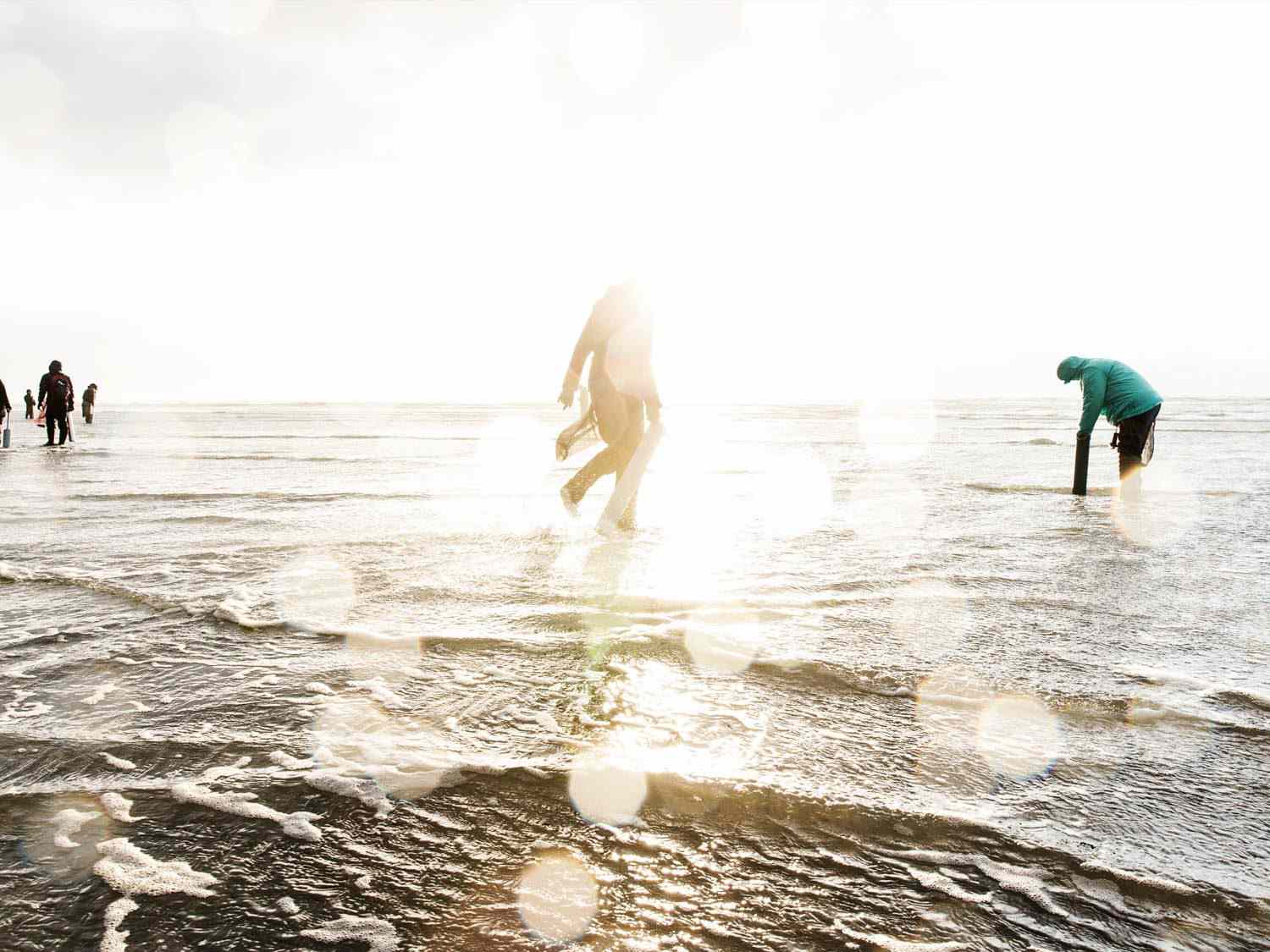 当潮水来的时候，剃刀蛤蜊人在岸边收集蛤蜊的光饱和照片