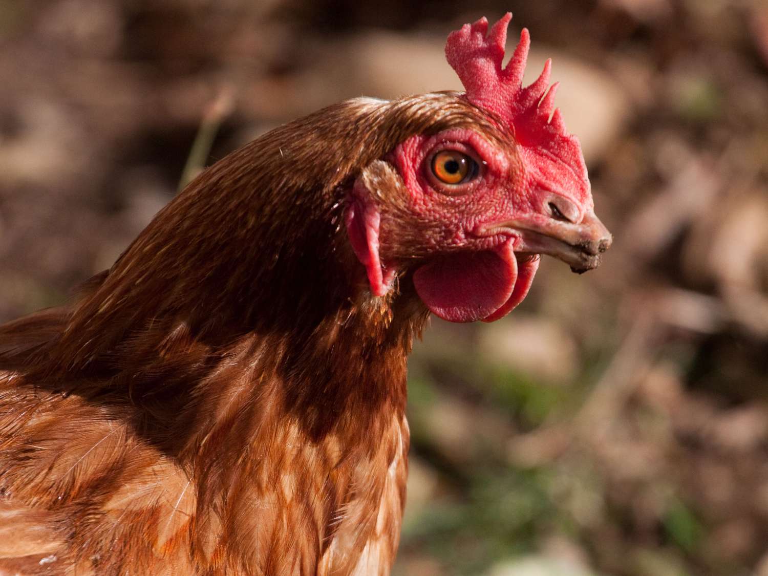 纽约州北部一个农场里的一只鸡的特写。