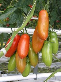 20101216 -圣-马沙诺tomatoes.jpg
