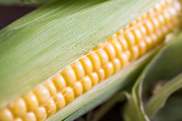 A close-up shot of corn still on the cob, with the corn kernels visible within the husk.