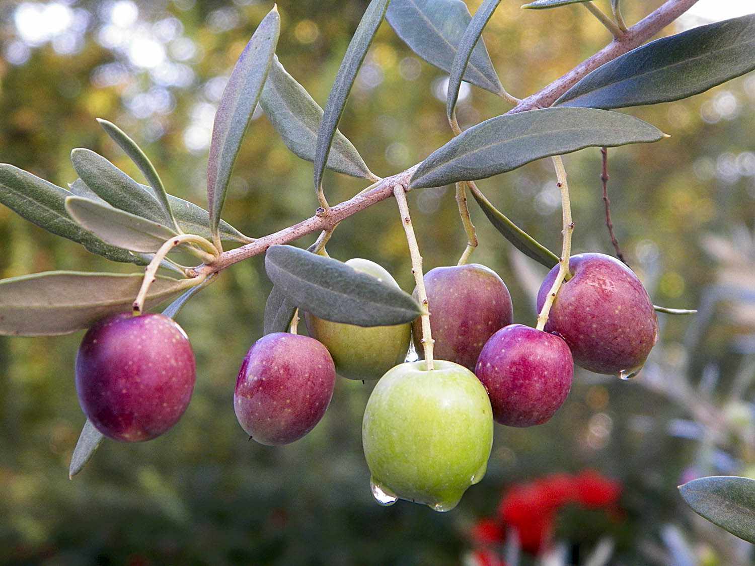 橄榄树树枝上红橄榄和绿橄榄的特写