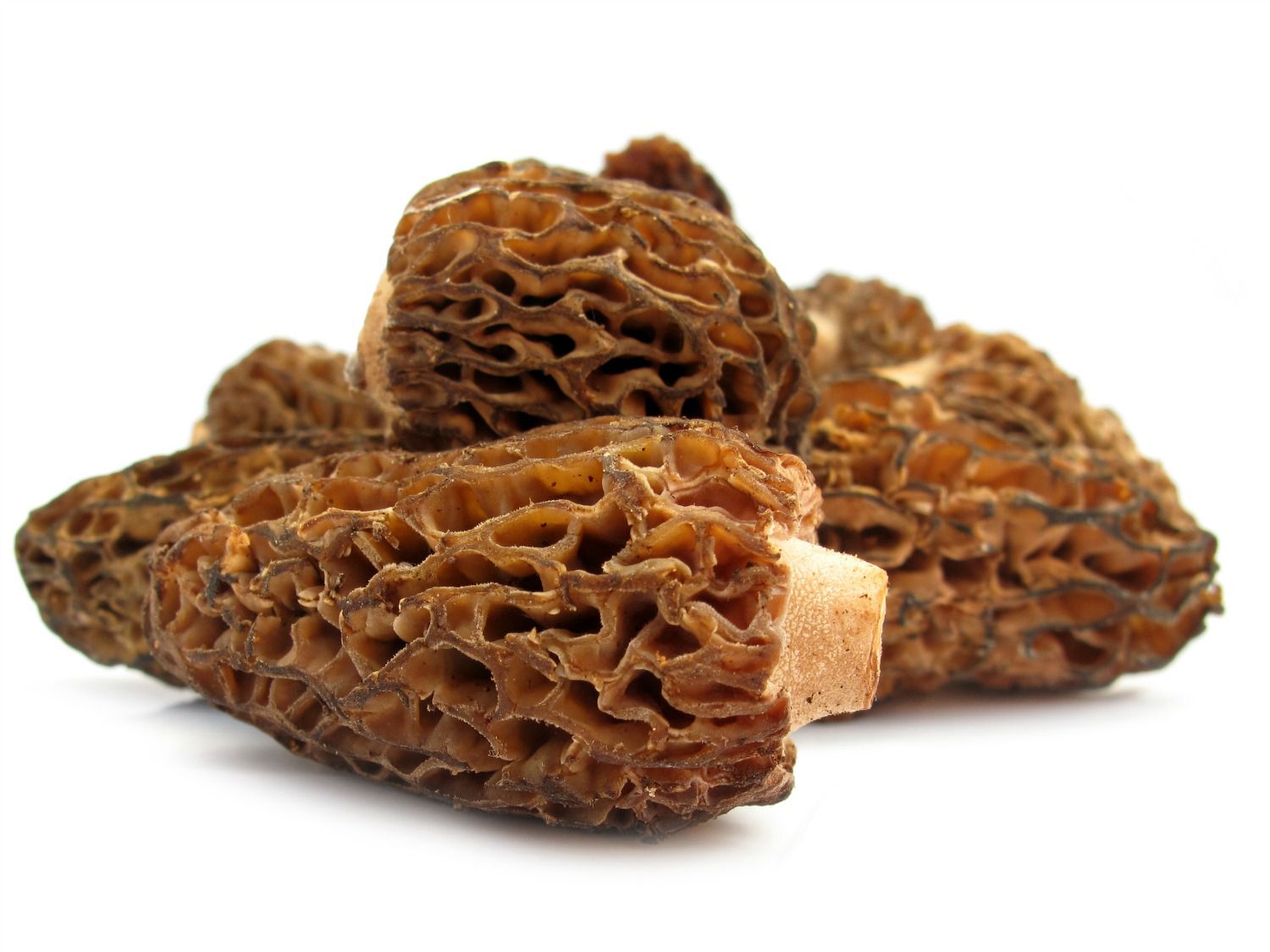 20150603 -莱尔mushroom.jpg