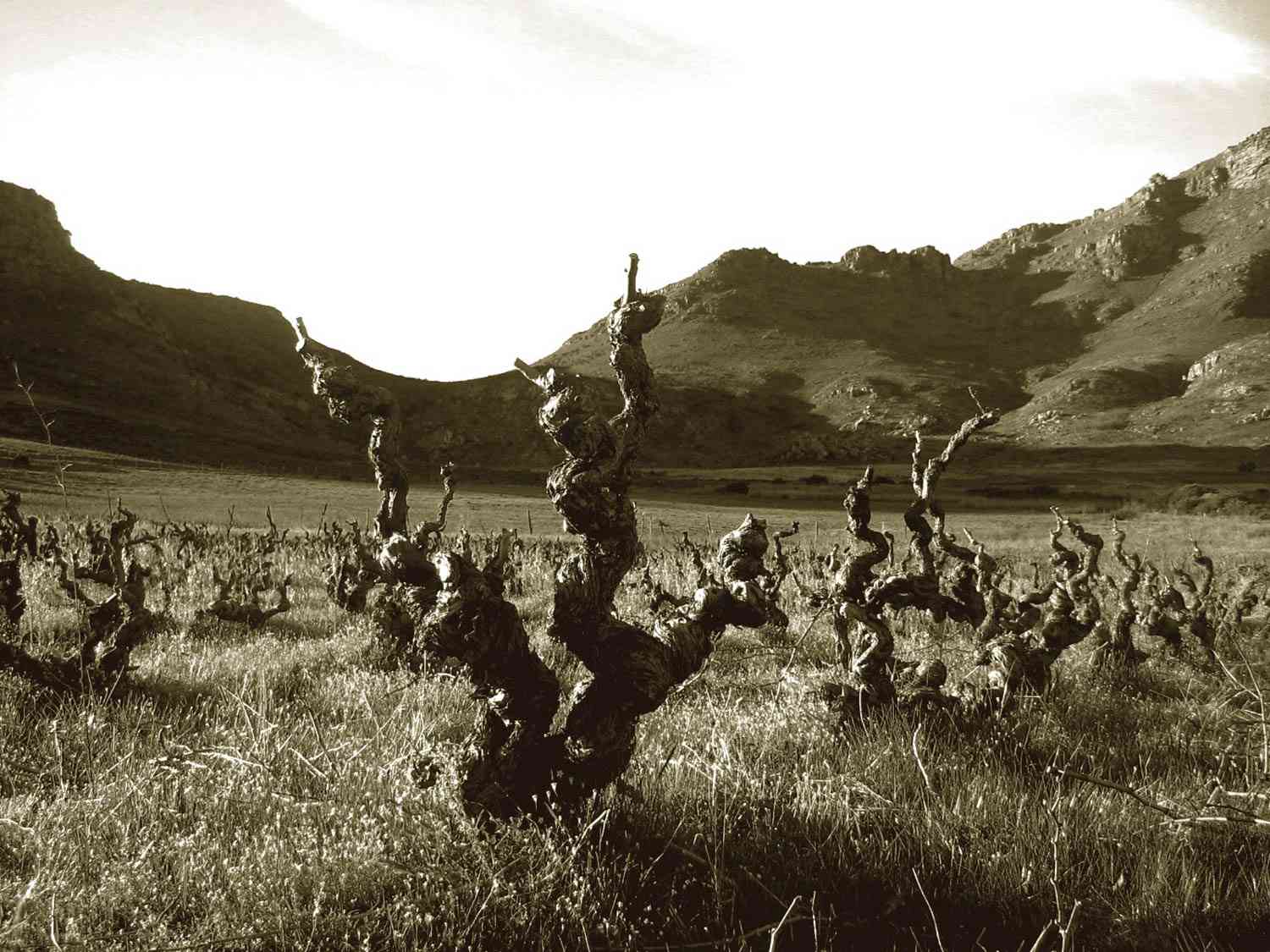 20140420 - voetpad老葡萄树——信贷swartland -地区-葡萄酒- -南africa.jpg