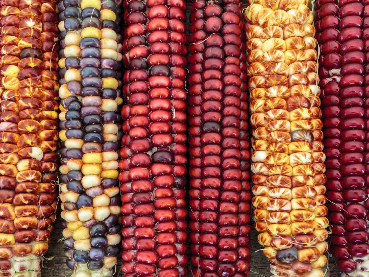 五低低地耳朵不同颜色的玉米。