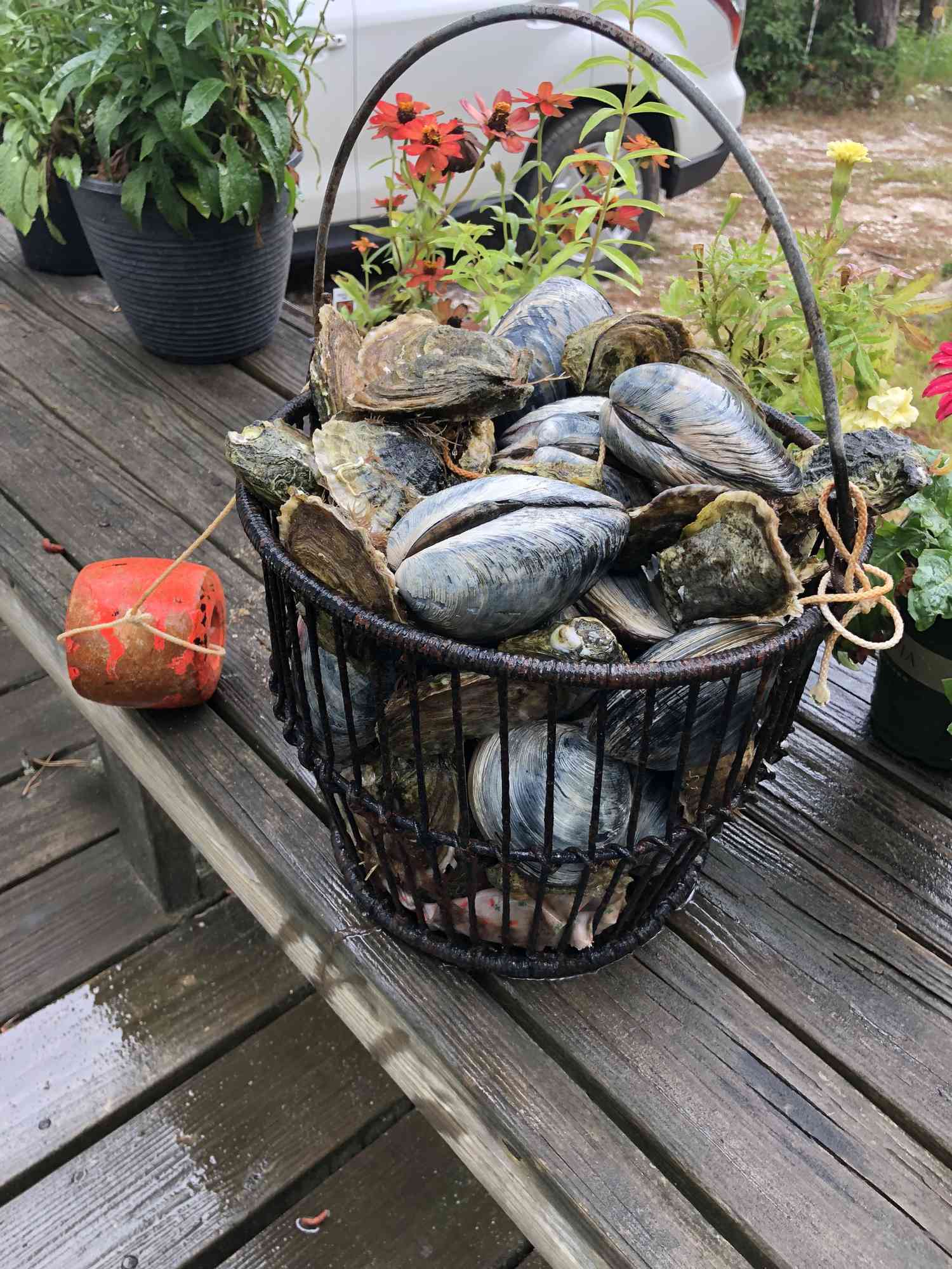 Photo of a clam bucket