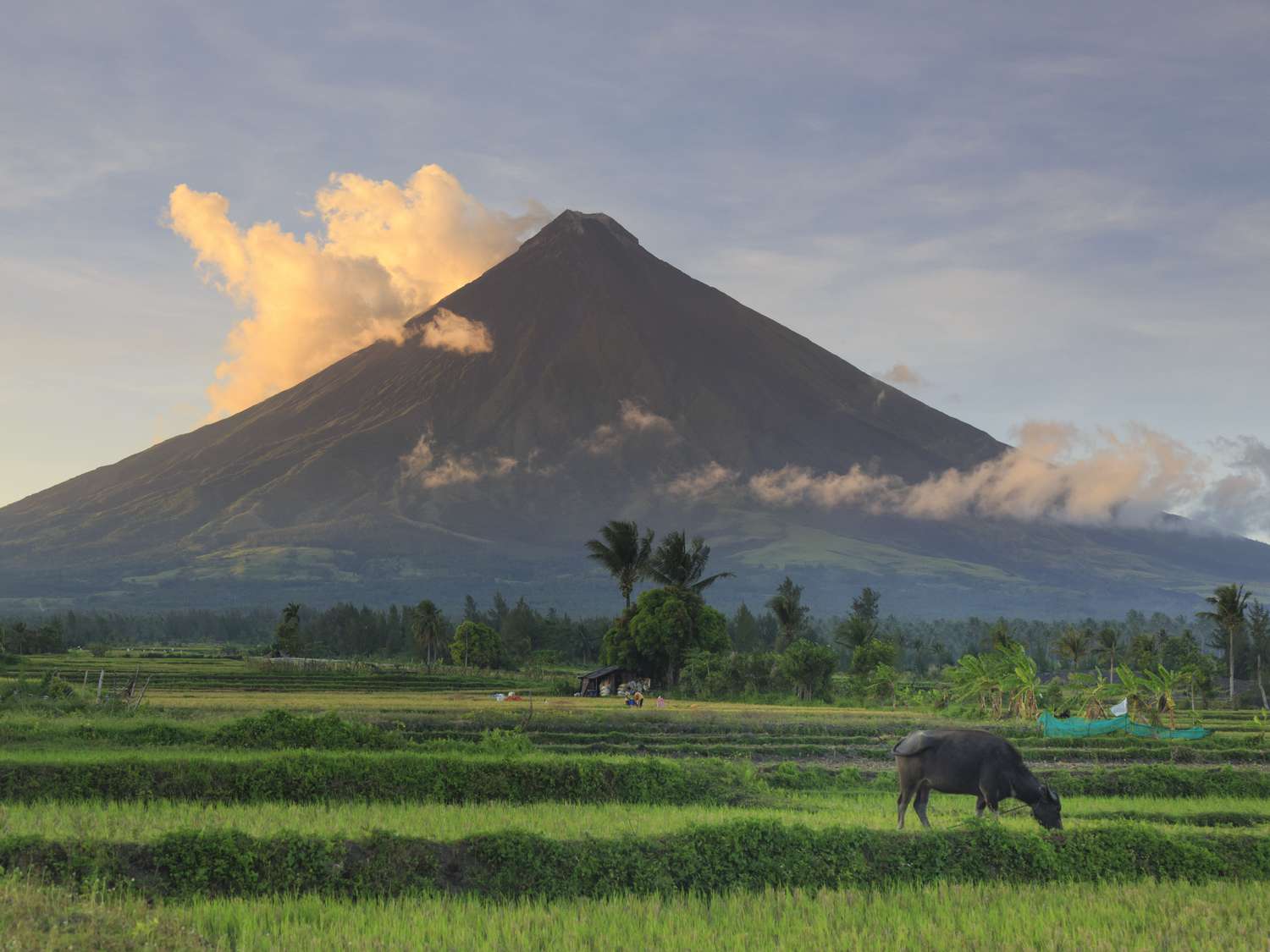 菲律宾一座火山前的一头水牛(卡拉宝)