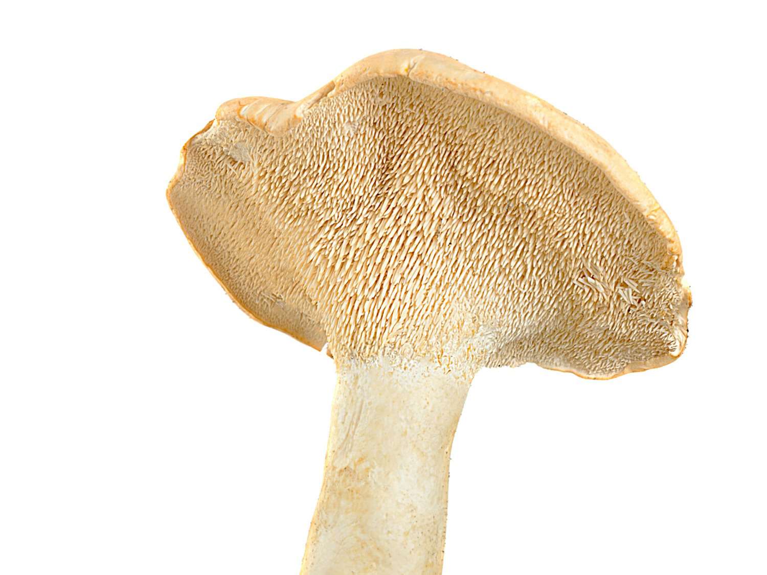 20150603 -刺猬mushroom.jpg