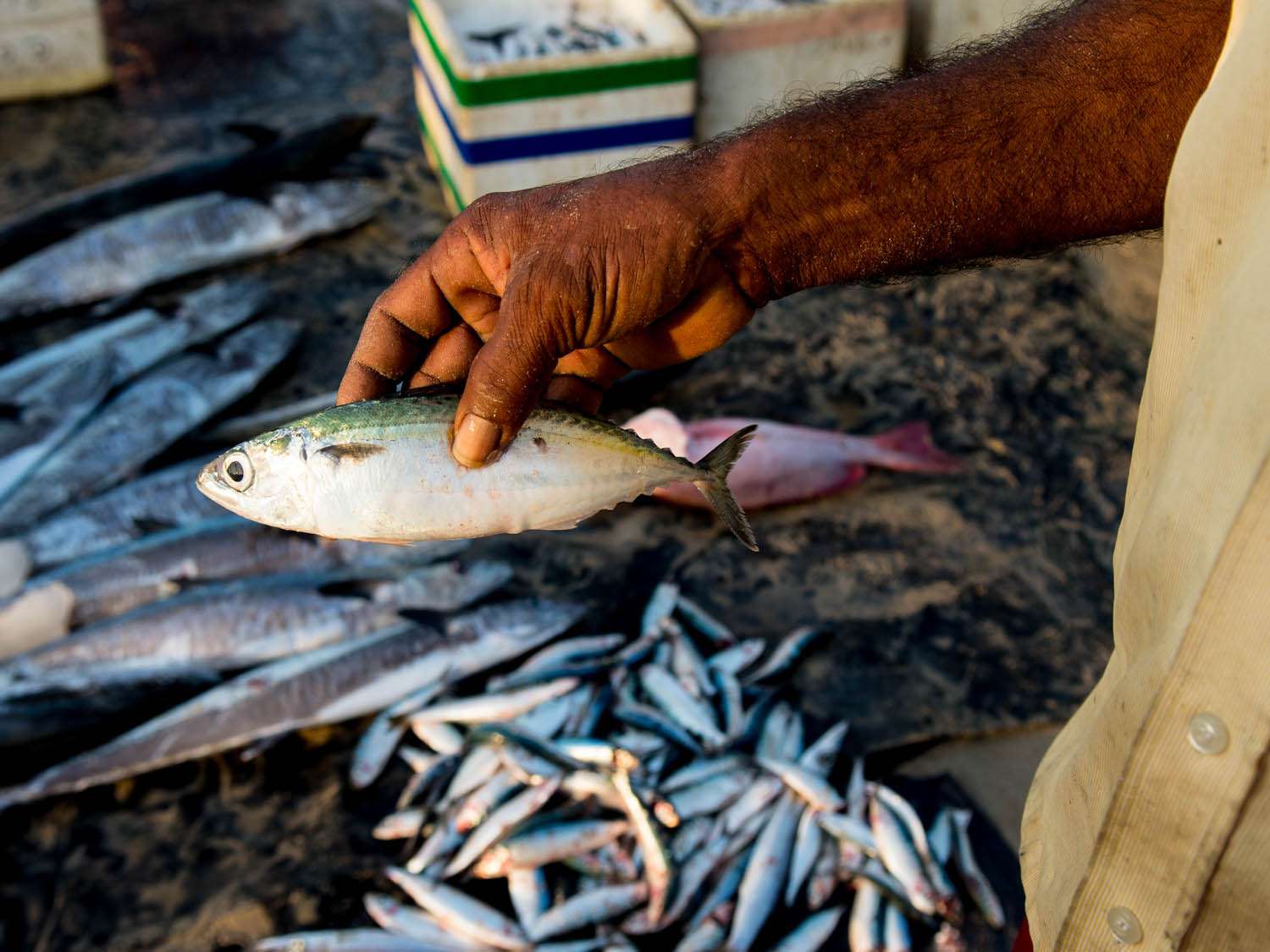 20140802 - sri -斯里兰卡-食物-鱼- sri -斯里兰卡tomky.jpg——拿俄米