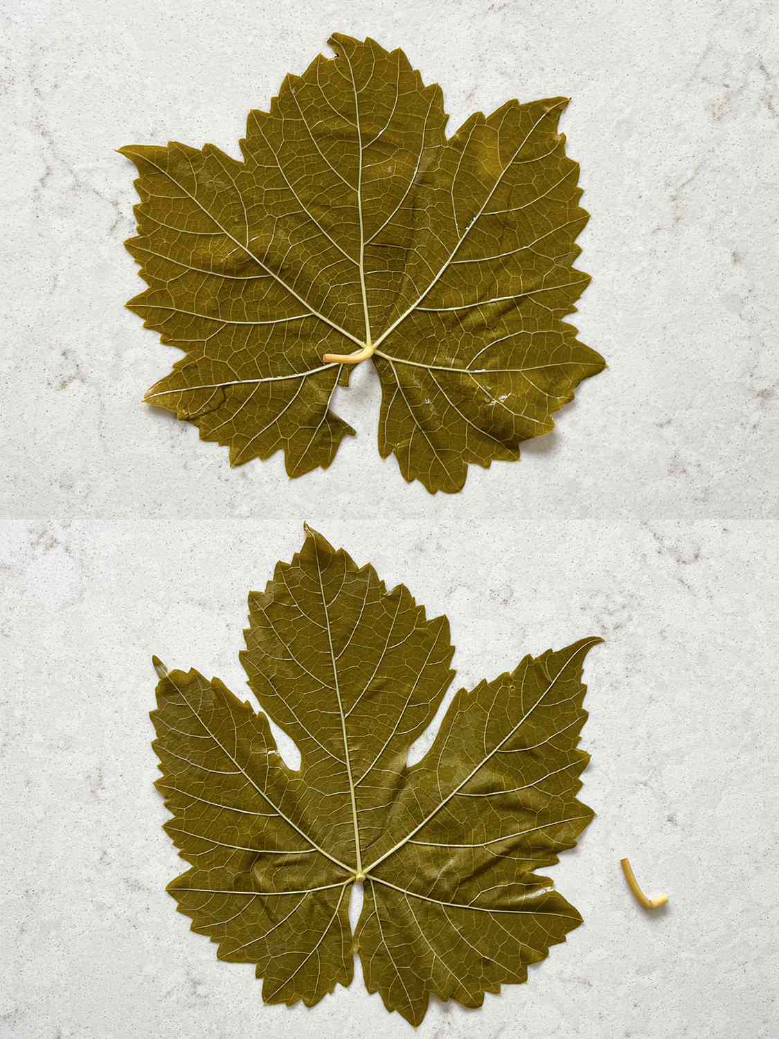 两个图像拼贴。上图:葡萄叶的脸表干粘起来。底部:茎从左,摆放正确