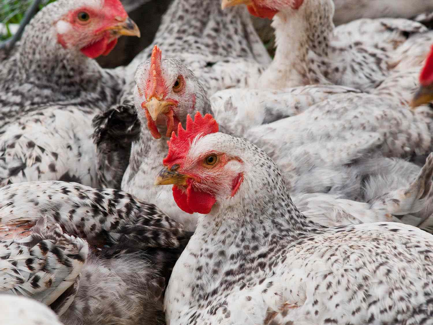 一群鸡在一个工业农场生活。
