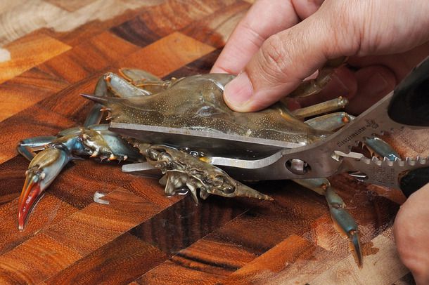 用厨房剪刀剪掉一只软壳蟹的脸和嘴