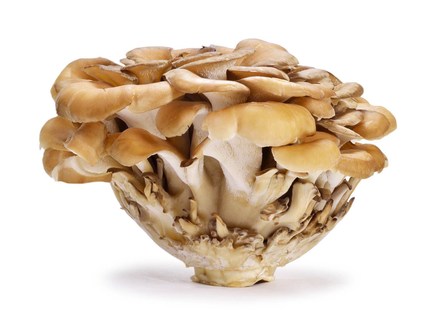 20150527 -蘑菇-灰树花shutterstock.jpg指南