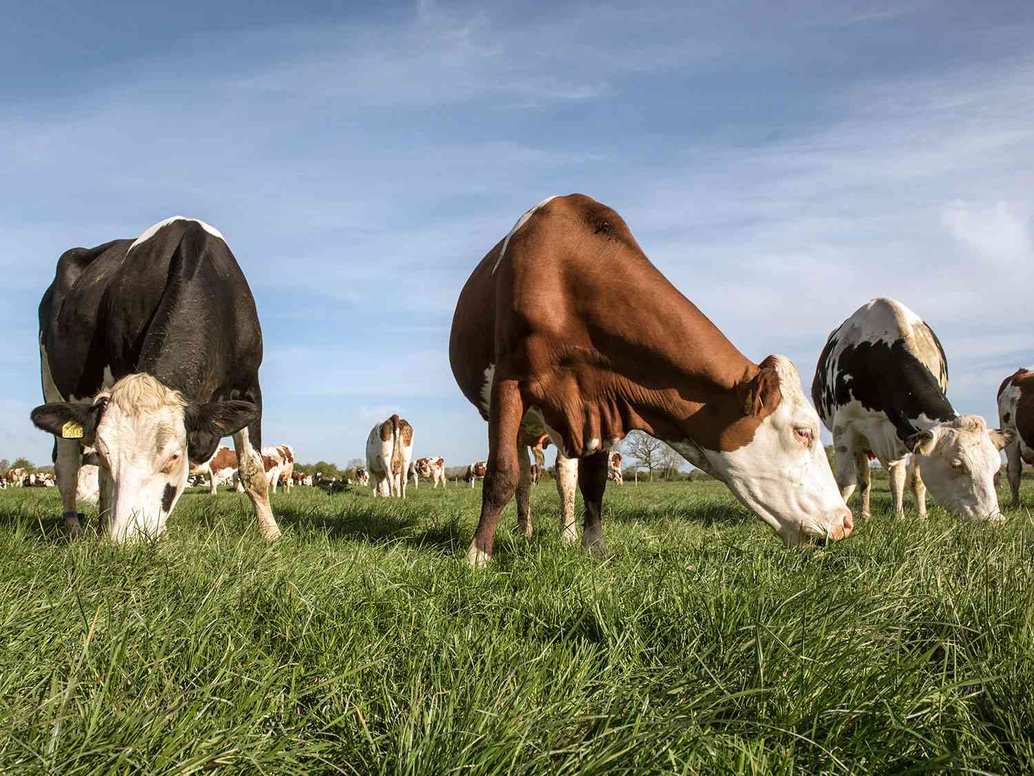 20170901-cows-grazing.jpg