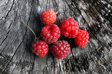 风化的树桩上的红色罗甘莓
