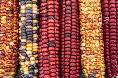 Five shucked ears of different colors of corn.